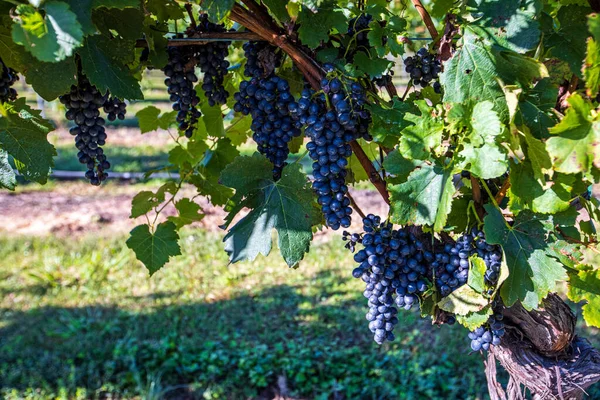 Trauben Einem Herbst Weinberg Italien — Stockfoto