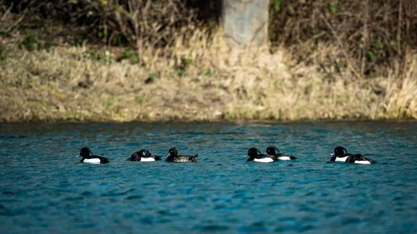 Group Ducks Water — Stock Photo, Image