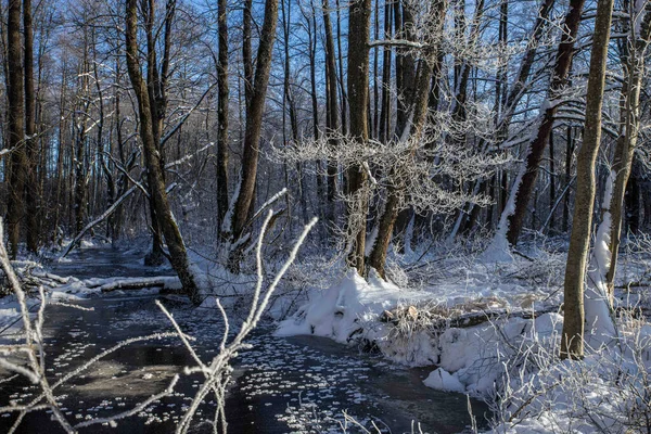 Hermoso Paisaje Invierno Con Árboles Cubiertos Nieve — Foto de Stock