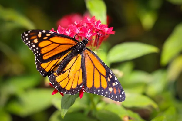 Papillon Sur Une Fleur — Photo