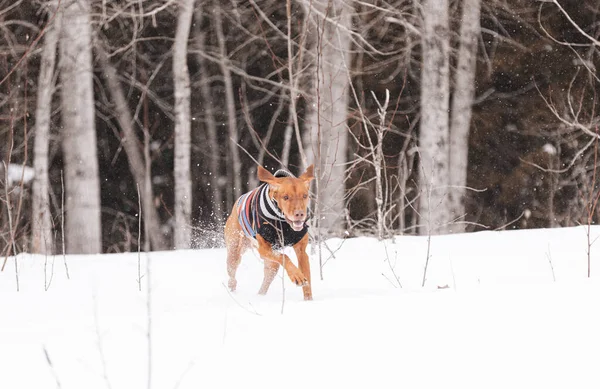 雪の中の犬 — ストック写真