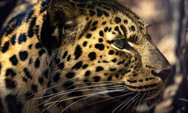 Leopardo Zoológico — Fotografia de Stock