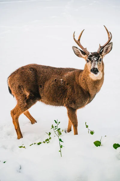 Deer Snow — Stock Photo, Image