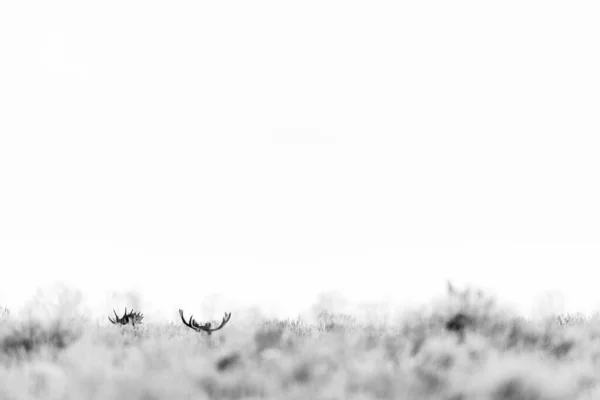 Schwarz Weiß Foto Eines Jungen Rehs — Stockfoto