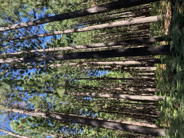 Bella Vista Sul Bosco — Foto Stock