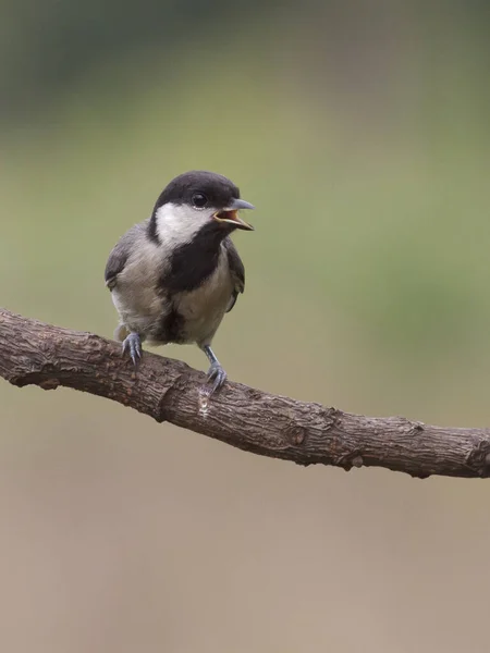 Piękne Ujęcie Ptaków Środowisku Naturalnym — Zdjęcie stockowe