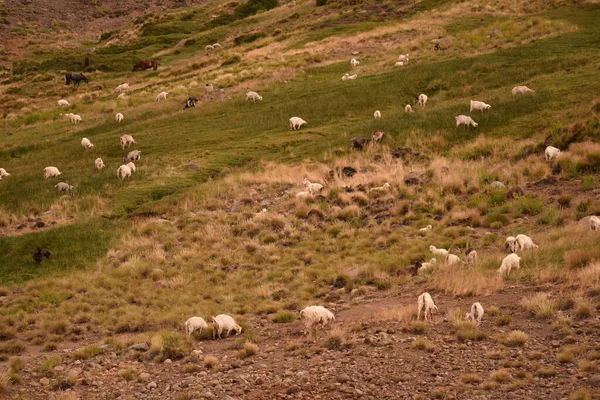 Schafe Weiden Auf Der Weide Den Bergen — Stockfoto