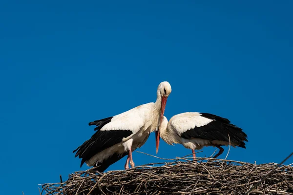 Storch Sommer Auf Dem Nest — Stockfoto