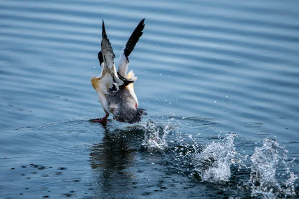 Gaviota Volando Agua — Foto de Stock