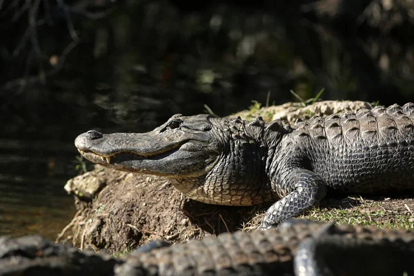 Crocodile Dans Zoo — Photo