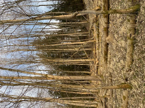 Berkenboomstammen Het Bos — Stockfoto