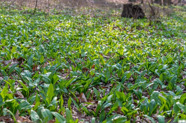 Groene Bladeren Van Een Plant Tuin — Stockfoto