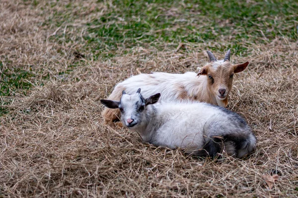 Une Jeune Chèvre Dans Pâturage — Photo