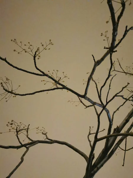 나뭇가지 — 스톡 사진