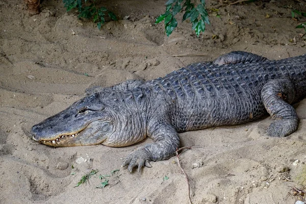 Crocodile Dans Zoo — Photo