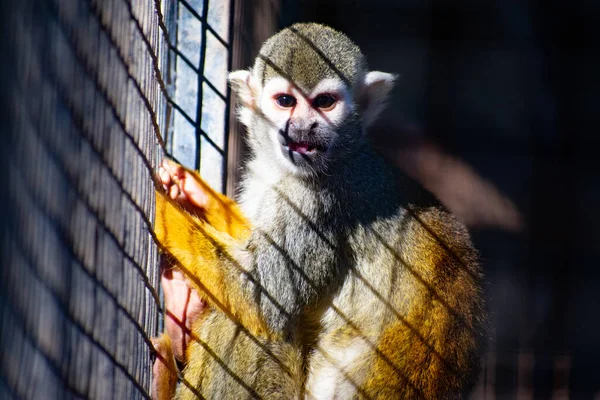 Close Seup Shot Cute Monkey — стоковое фото