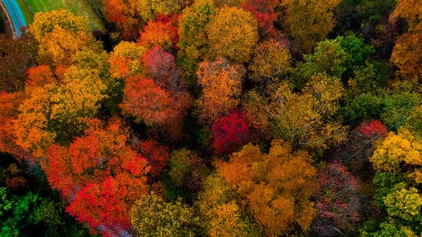 Paisaje Otoñal Con Hojas Coloridas —  Fotos de Stock