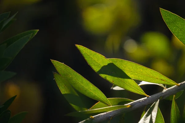 Folhas Verdes Jardim — Fotografia de Stock