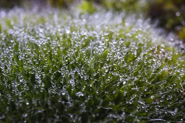 Herbe Verte Avec Gouttes Rosée — Photo