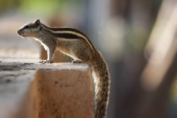 Nahaufnahme Eines Niedlichen Eichhörnchens Auf Einem Felsen — Stockfoto