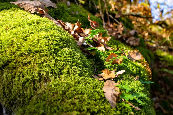 Moss Forest — Stock Photo, Image