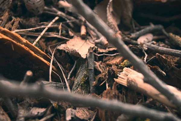森林里树桩的特写镜头 — 图库照片
