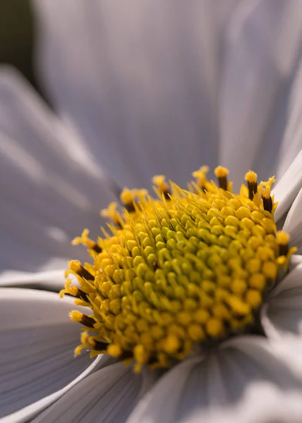 Zblízka Bílé Sedmikrásky Květiny — Stock fotografie