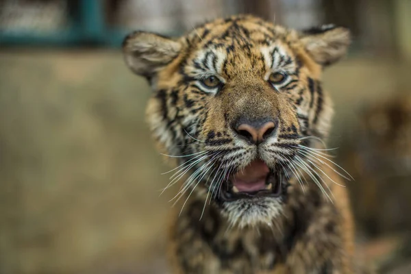 Κοντά Μια Όμορφη Τίγρη — Φωτογραφία Αρχείου