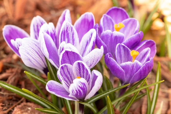 Purpurowe Kwiaty Krokusa Wiosną — Zdjęcie stockowe