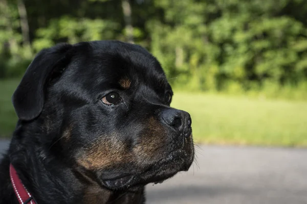 Tatlı Bir Köpeğin Siyah Beyaz Portresi — Stok fotoğraf