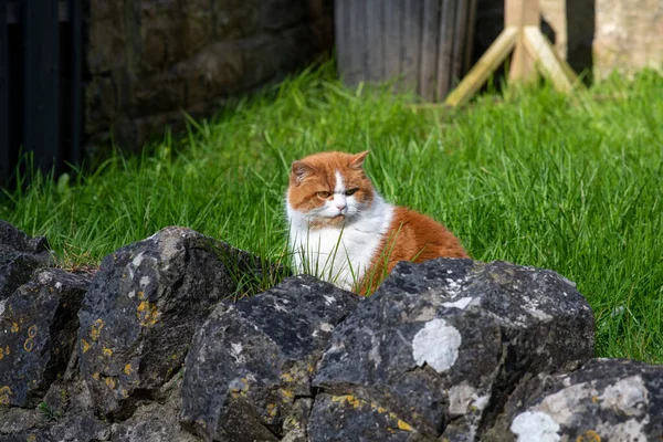 Sokaktaki Kedi — Stok fotoğraf