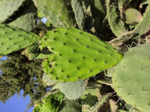 Cactus Verde Jardín —  Fotos de Stock