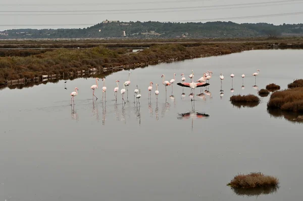 Flamingo Het Water — Stockfoto