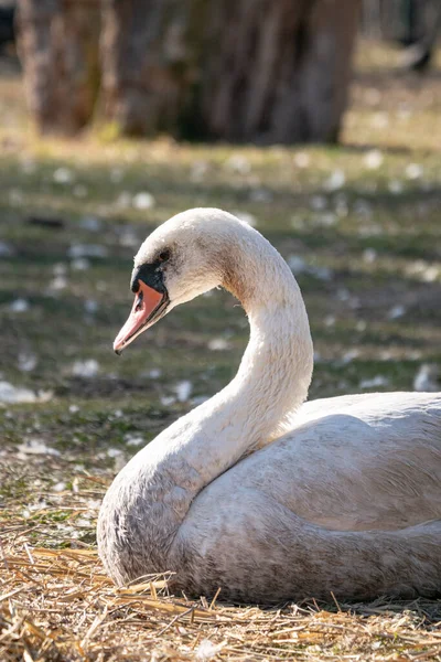 Cygne Blanc Sur Lac — Photo