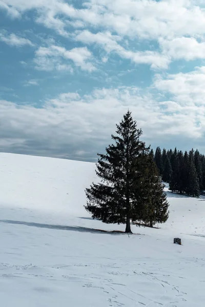 Winterlandschaft Mit Schneebedeckten Bäumen — Stockfoto