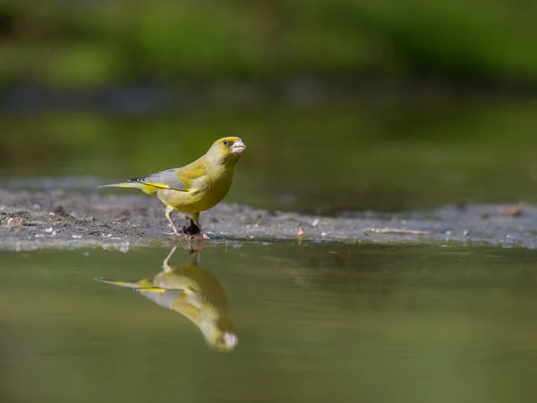 Птица Сидит Ветке Реки — стоковое фото