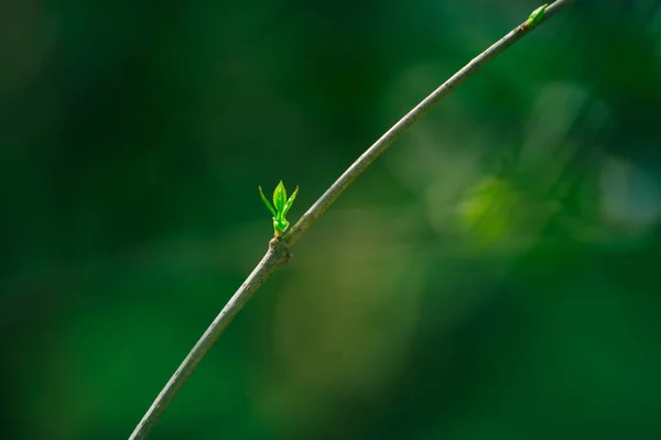枝の緑の葉 — ストック写真