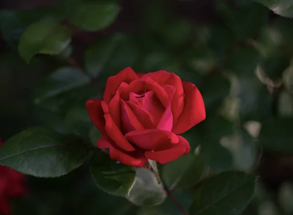 Krásná Červená Růže Zahradě — Stock fotografie