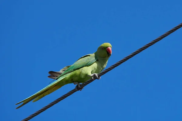 Ein Vogel Sitzt Auf Einem Ast Eines Baumes Blauen Himmel — Stockfoto
