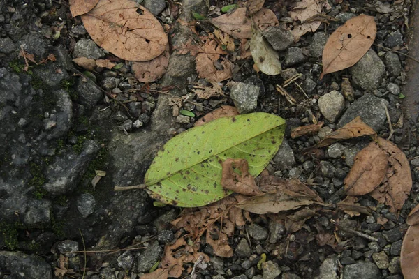 Detailní Záběr Zeleného Listu Kameni — Stock fotografie
