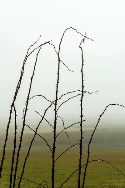 Schöne Aussicht Auf Die Natur — Stockfoto