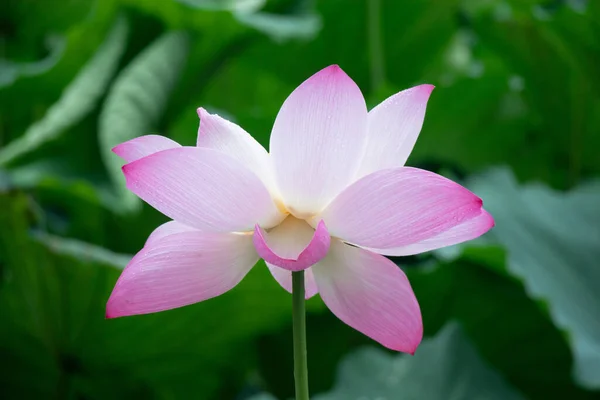 Rosa Lotusblomma Trädgården — Stockfoto