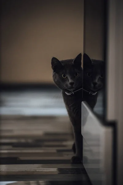 Svart Och Vit Katt Sitter Fönsterbrädan — Stockfoto