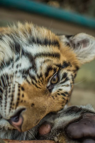 Закрыть Тигра — стоковое фото