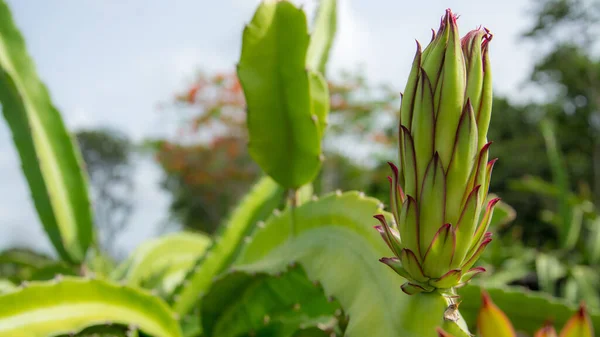 Close Green Plant Growing Garden — Stock Photo, Image