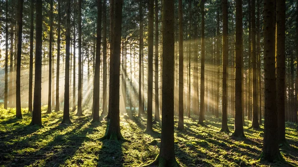 Belle Forêt Dans Lumière Matin — Photo