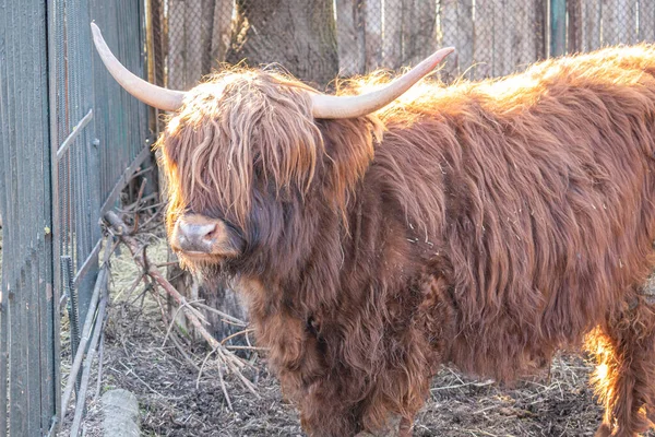 Primer Plano Una Vaca Morena Con Cuernos Una Granja —  Fotos de Stock