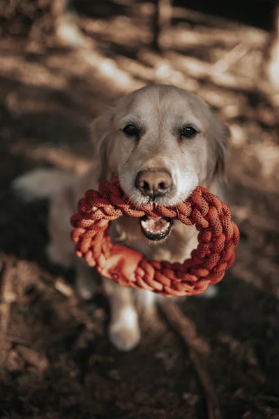 Closeup Shot Cute Dog — Stock Photo, Image