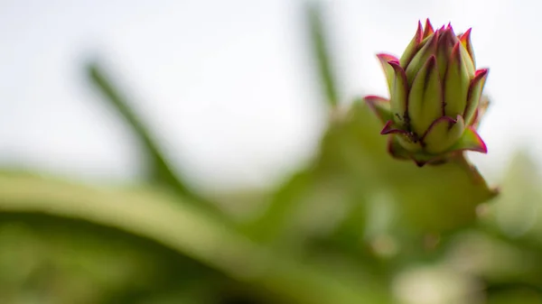 Hermoso Plano Botánico Fondo Pantalla Natural — Foto de Stock