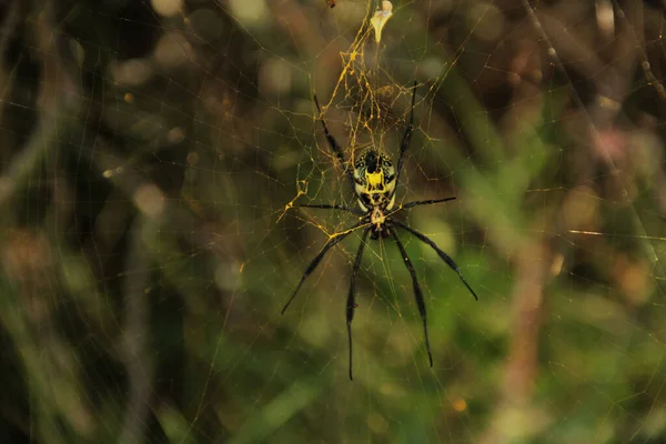 Spinnennetz Mit Tautropfen Auf Dem Gras — Stockfoto